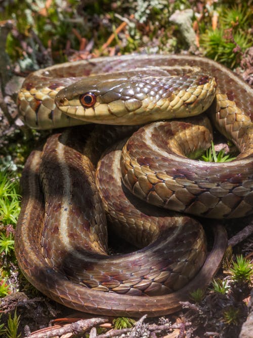 A Close-Up Shot of a Garter Snake