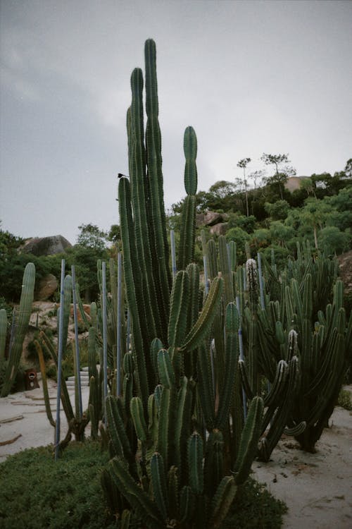 Základová fotografie zdarma na téma kaktus, kaktusy, obloha