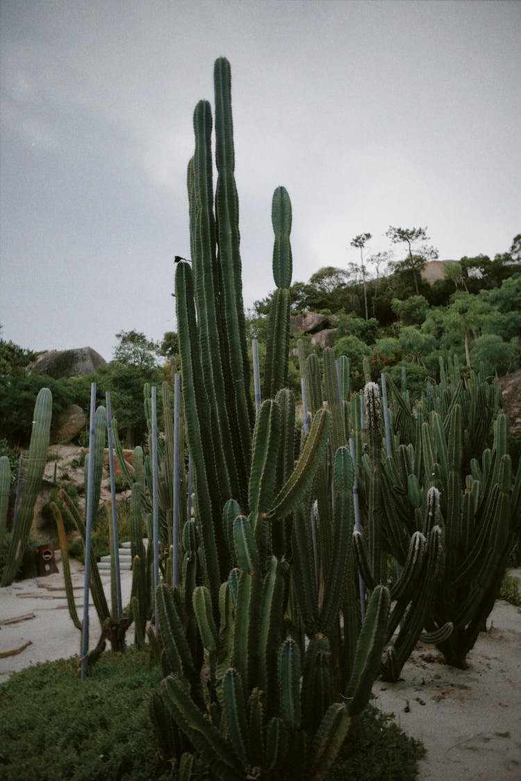 Green Cactus Plants In The Desert Garden