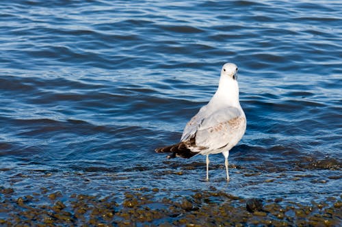 Foto d'estoc gratuïta de aigua, animals, blanc