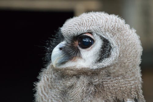 Close-up Photo of a Baby Verreaux's Eagle-owl