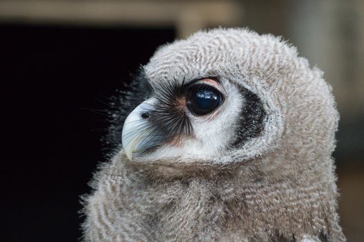 owl photo