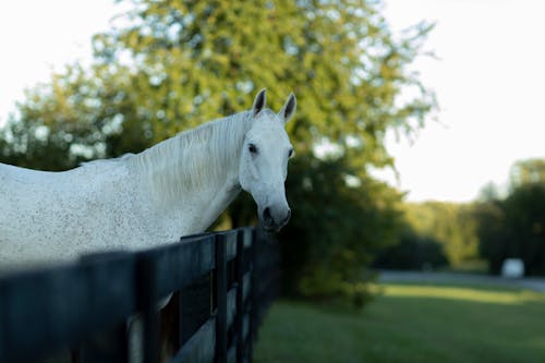 Free White Horse on Green Grass Field Near Wooden Fence Stock Photo