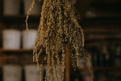 A bundle of dried flowers hanging in a rustic indoor setting with a warm atmosphere.