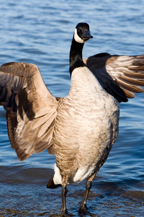 Free stock photo of animal, goose, nature