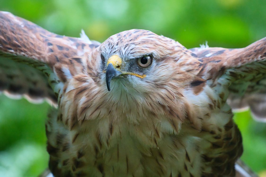 Hawk Up A Hawk in Close Up Photography · Free Stock Photo