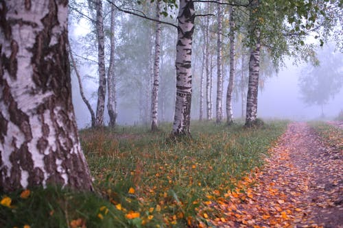 Bezpłatne Darmowe zdjęcie z galerii z drzewa, las, mglisty Zdjęcie z galerii