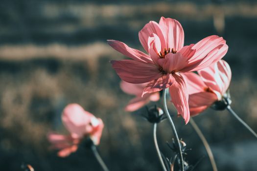Close-up of a blooming pink cosmos flower in warm sunlight, creating a serene floral background.