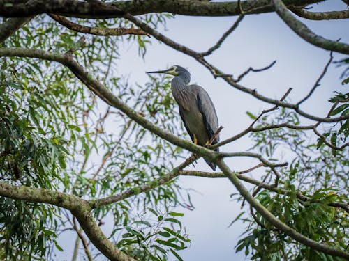 Gratis stockfoto met blauwe kraan