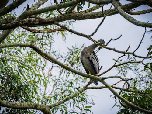 Gratis stockfoto met blauwe kraan