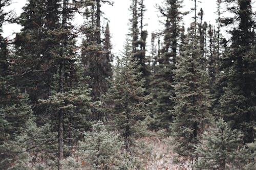 Coniferous Trees in the Forest
