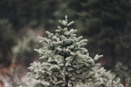 Close-Up Shot of a Pine Tree