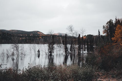 Darmowe zdjęcie z galerii z drzewa, jezioro, las
