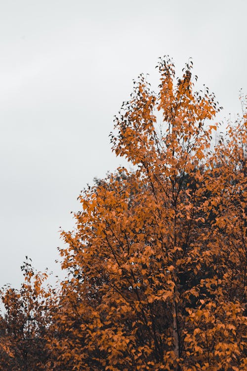 Gratis stockfoto met bomen, buiten, gedroogde bladeren Stockfoto