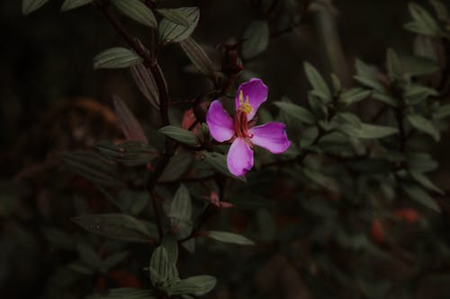 Základová fotografie zdarma na téma divoký, fialová kytka, fialové orchideje