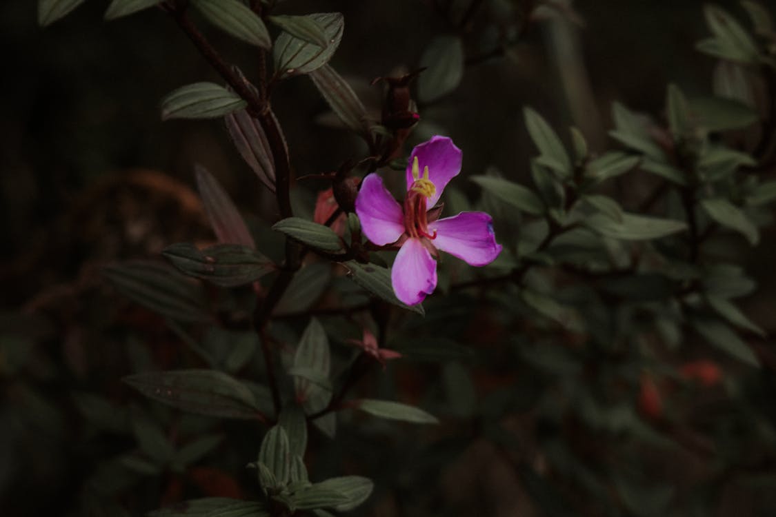 Fotobanka s bezplatnými fotkami na tému divý, fialové orchidey, kostarika