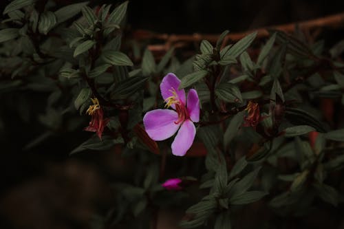 Darmowe zdjęcie z galerii z dziki, fioletowe orchidee, fioletowy kwiat