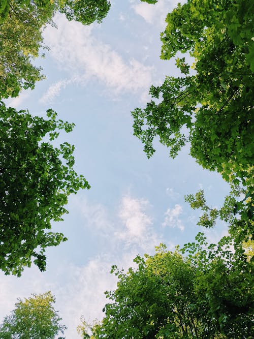 Low Angle Shot of Sky between Trees 