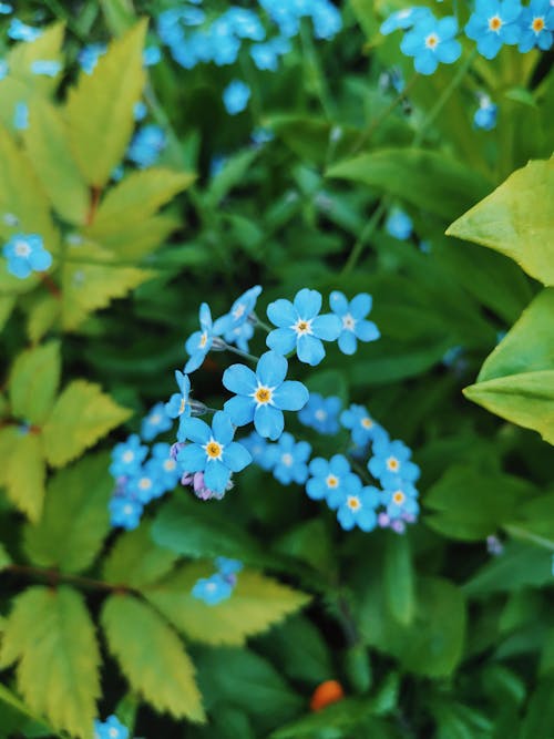 Free Close-Up Shot of Blue Flowers in Bloom Stock Photo