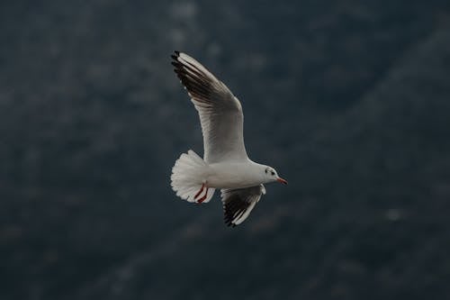 Δωρεάν στοκ φωτογραφιών με charadriiformes, γκρο πλαν, γλάρος