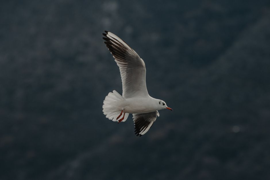 A graceful seagull flies over a scenic backdrop, showcasing natural beauty in Пераст, Montenegro.