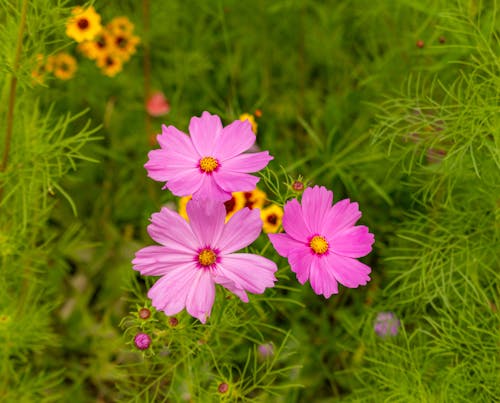 bitki, Çiçek açmak, Evren içeren Ücretsiz stok fotoğraf