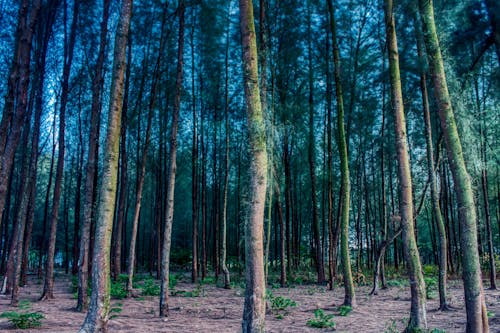 Foto d'estoc gratuïta de bosc, per la nit