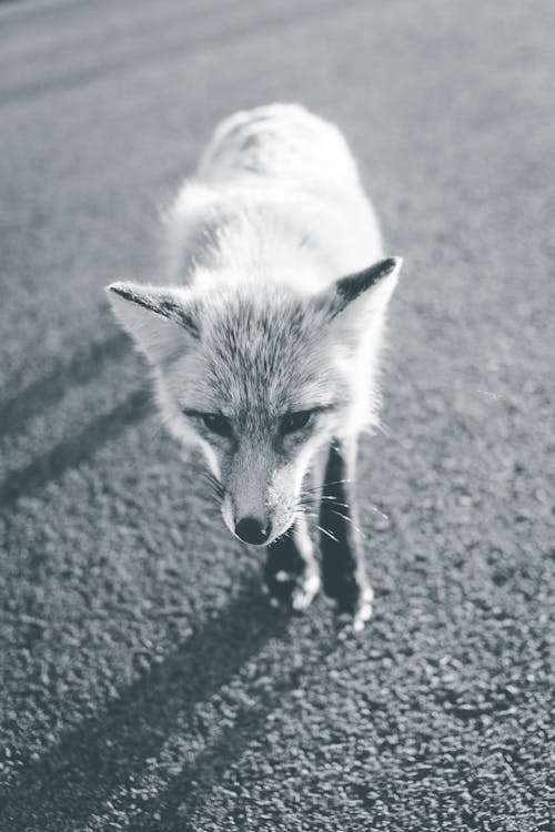 Grayscale Photo of a Fox