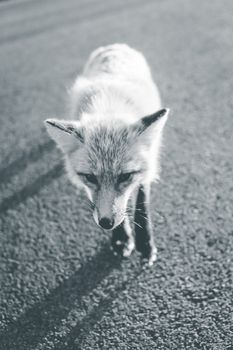 fox photo