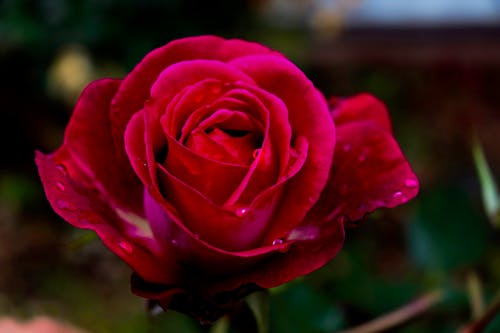 Close-Up Shot of a Red Rose in Bloom