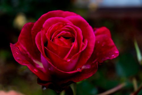 Free Close-up photo of a vibrant red rose with dew drops, highlighting its delicate petals and natural beauty. Stock Photo