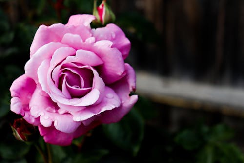 A Close-Up Shot of a Pink Rose