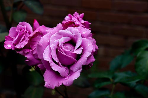 Free Close-Up Shot of Purple Roses in Bloom Stock Photo