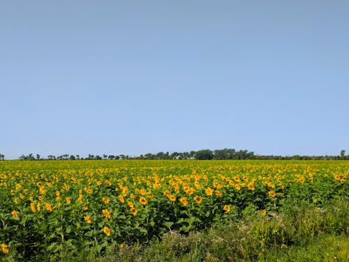 Free A Sunflower Field under a Blue Sky Stock Photo
