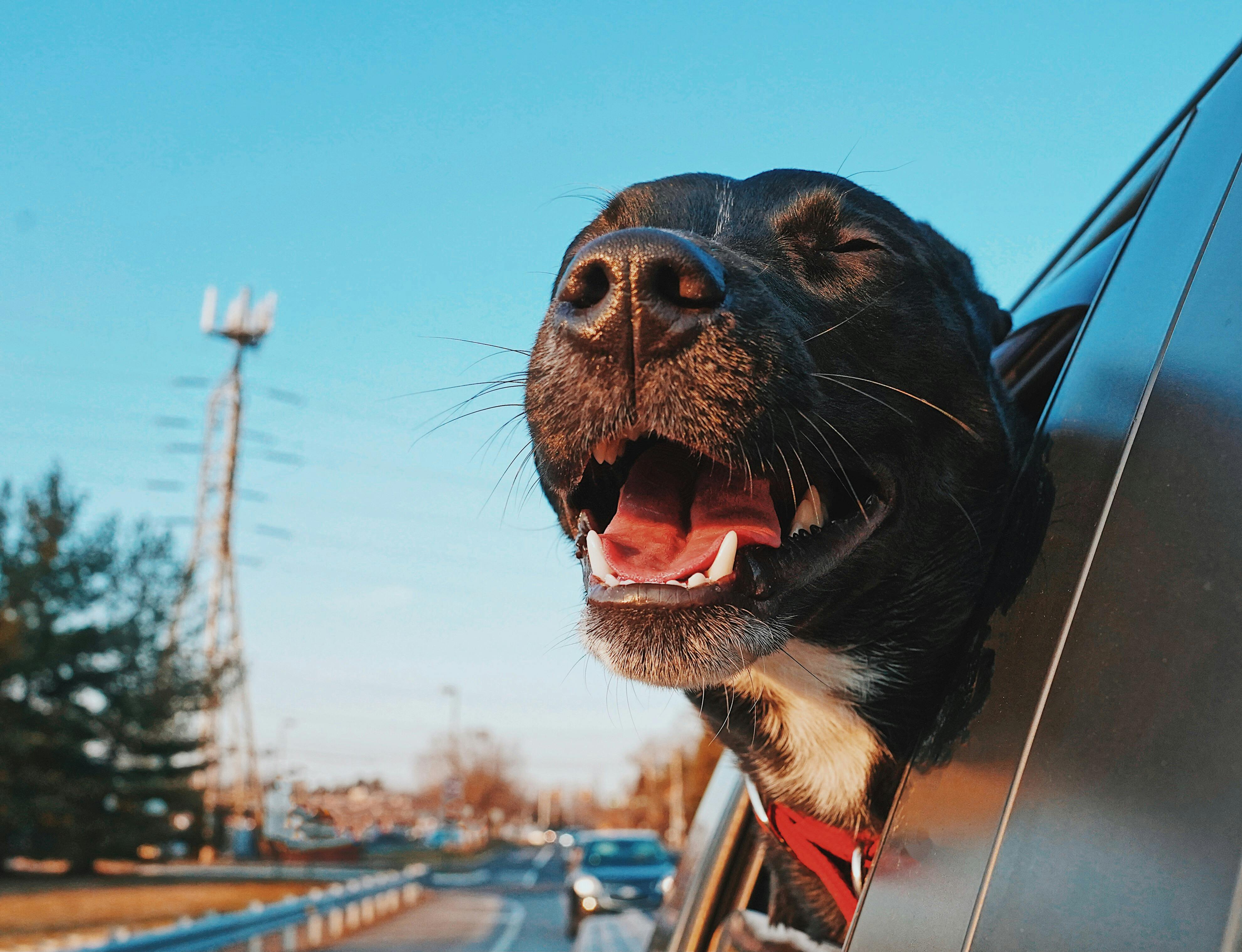 Happy dog with head out of car window enjoying a sunny drive