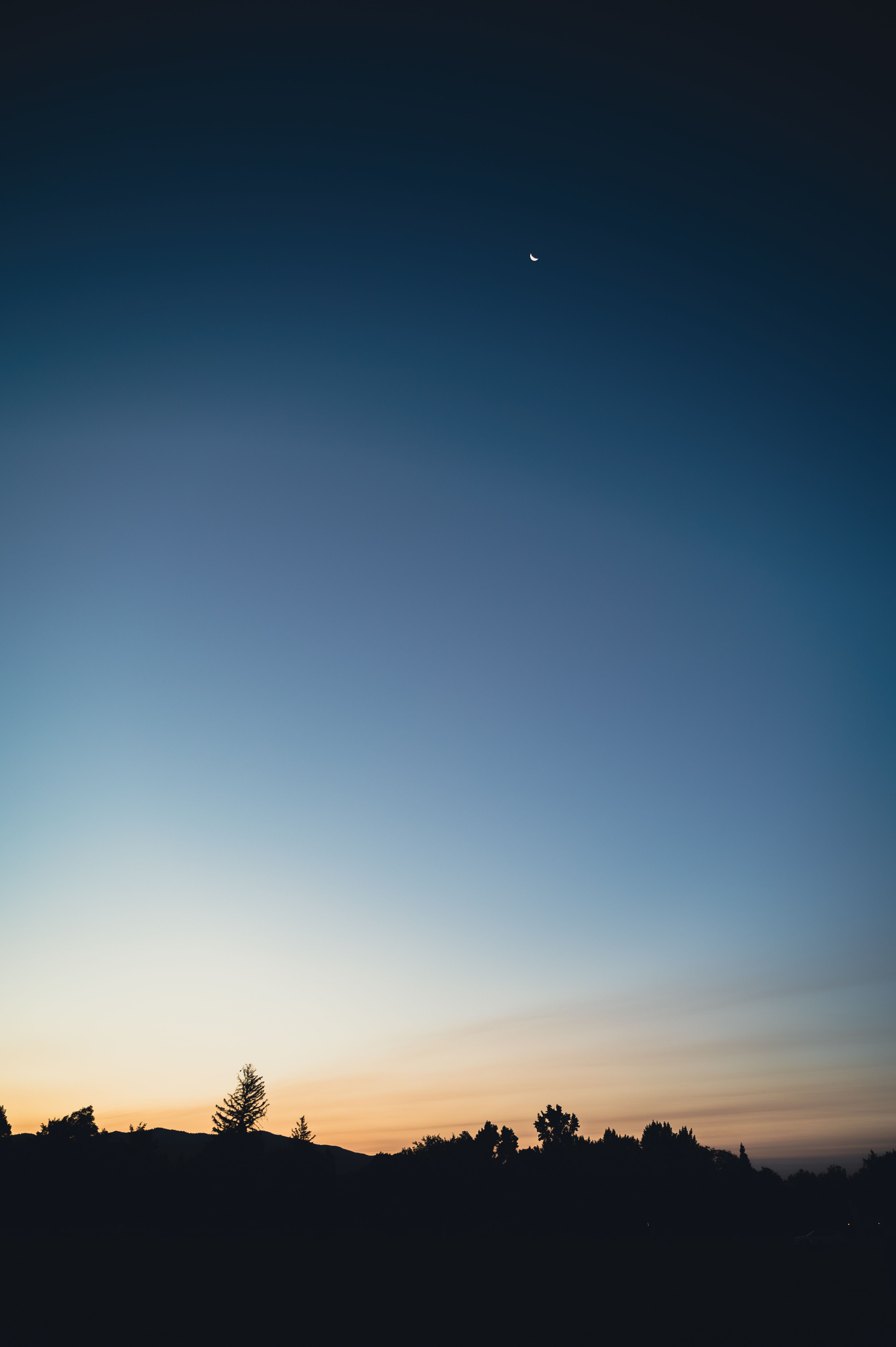 Silhouette of Trees Under the Blue Sky · Free Stock Photo