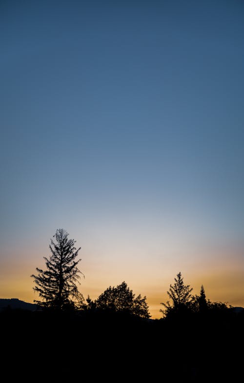 คลังภาพถ่ายฟรี ของ ซิลูเอตต์, ต้นไม้, ตะวันลับฟ้า