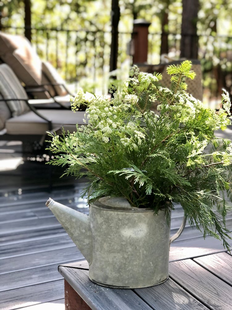 Fresh White Flower Plant On A Sprinkler 