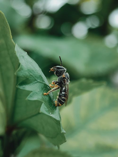 Free Detailed close-up of a bee perched on a green leaf, showcasing natural beauty. Stock Photo