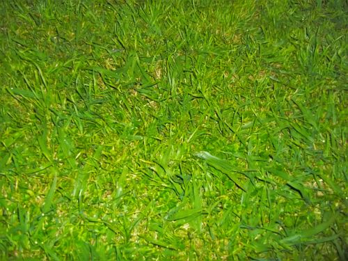 Free stock photo of nice background, tall grass, wallpaper Stock Photo