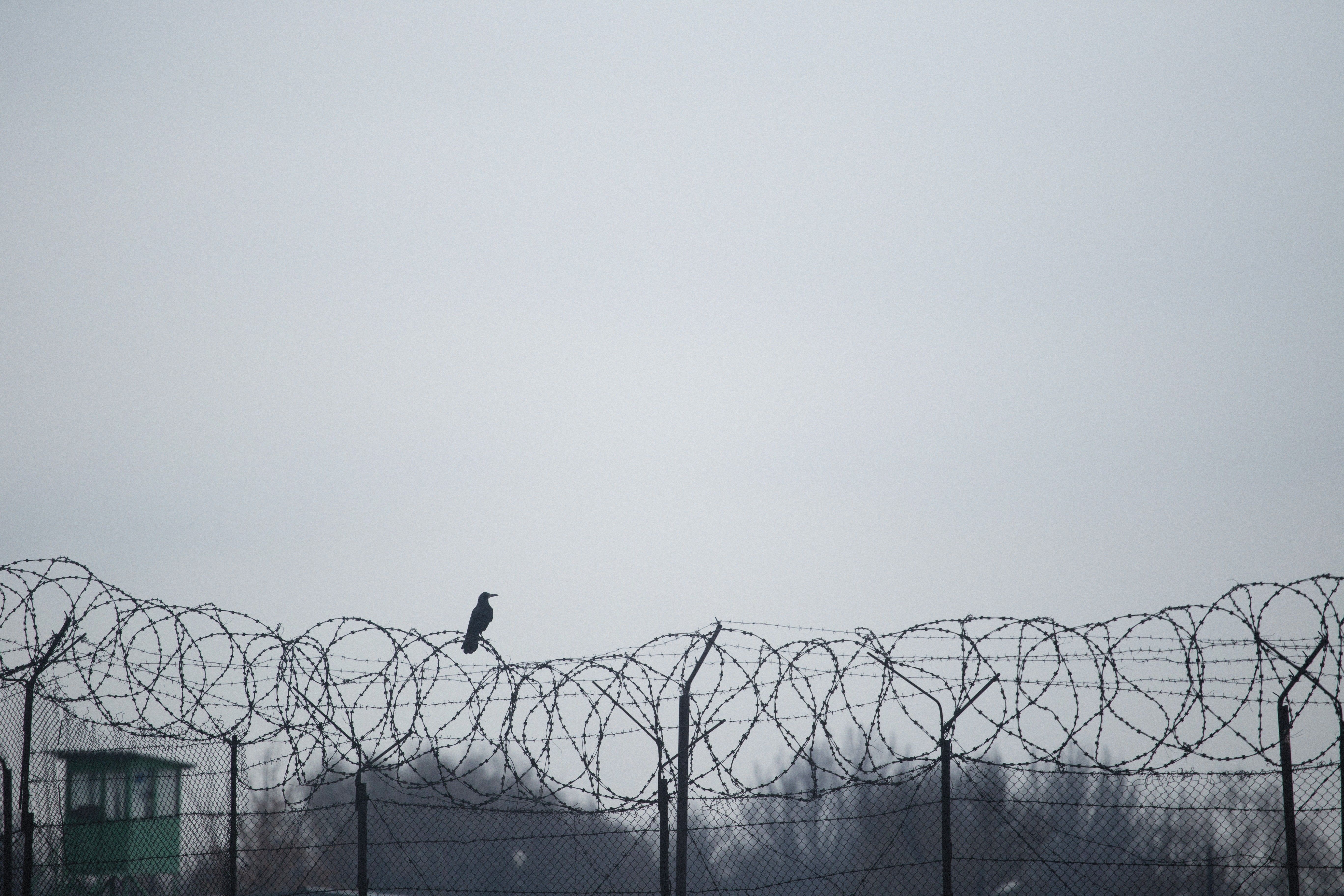 A bird perched on a barbed wire fence in a grayscale setting, evoking solitude.