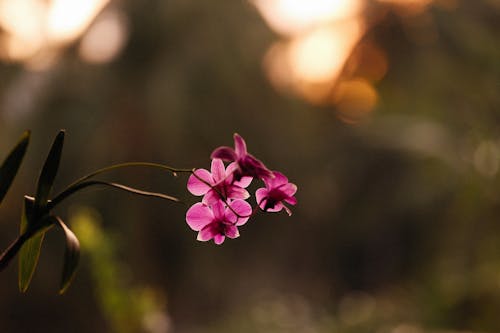 Close-Up Shot of Purple Orchids in Bloom