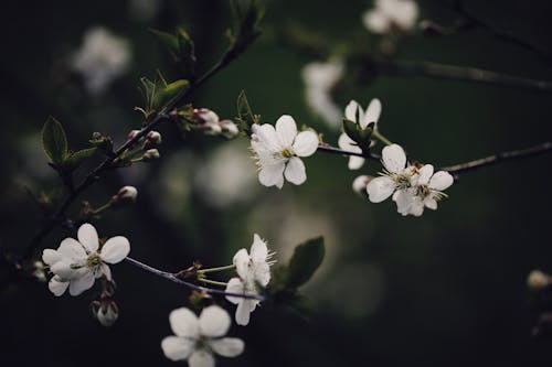 Close-Up Shot of White Cherry Blossoms in Bloom