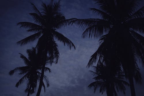 Gratis arkivbilde med kokospalmer, kveld, mørk