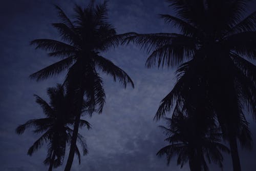 Silhouette of Coconut Trees