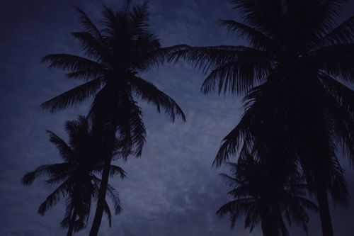 Free Dark silhouettes of palm trees create a tropical night scene. Stock Photo