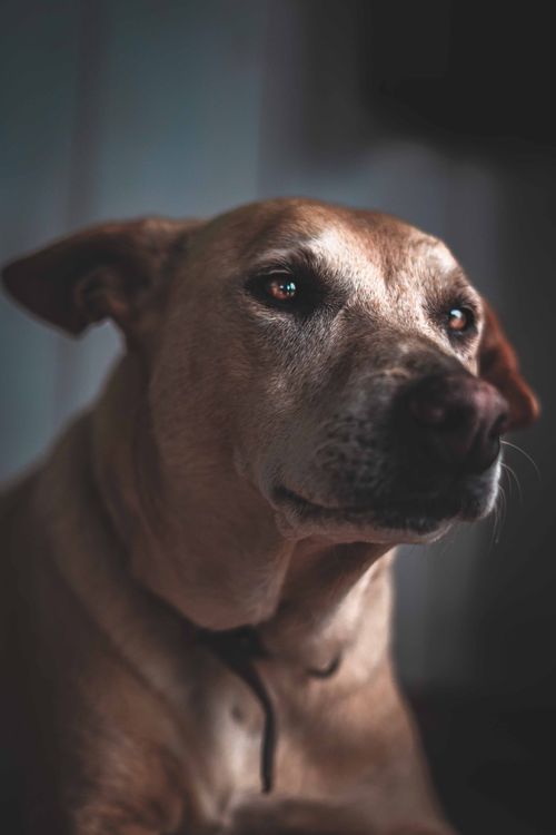 Free A touching close-up portrait of a brown dog, capturing its soulful eyes and furry details. Stock Photo
