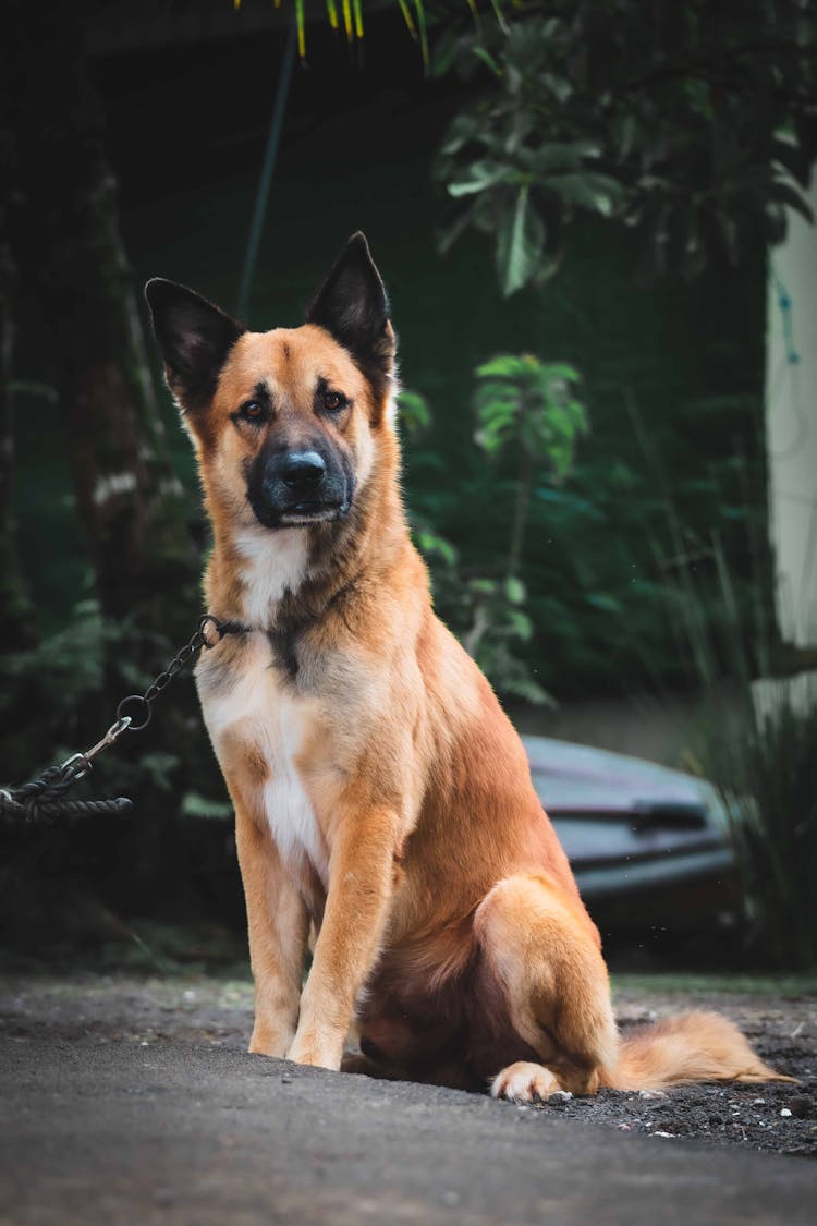 A German Shepherd Sitting