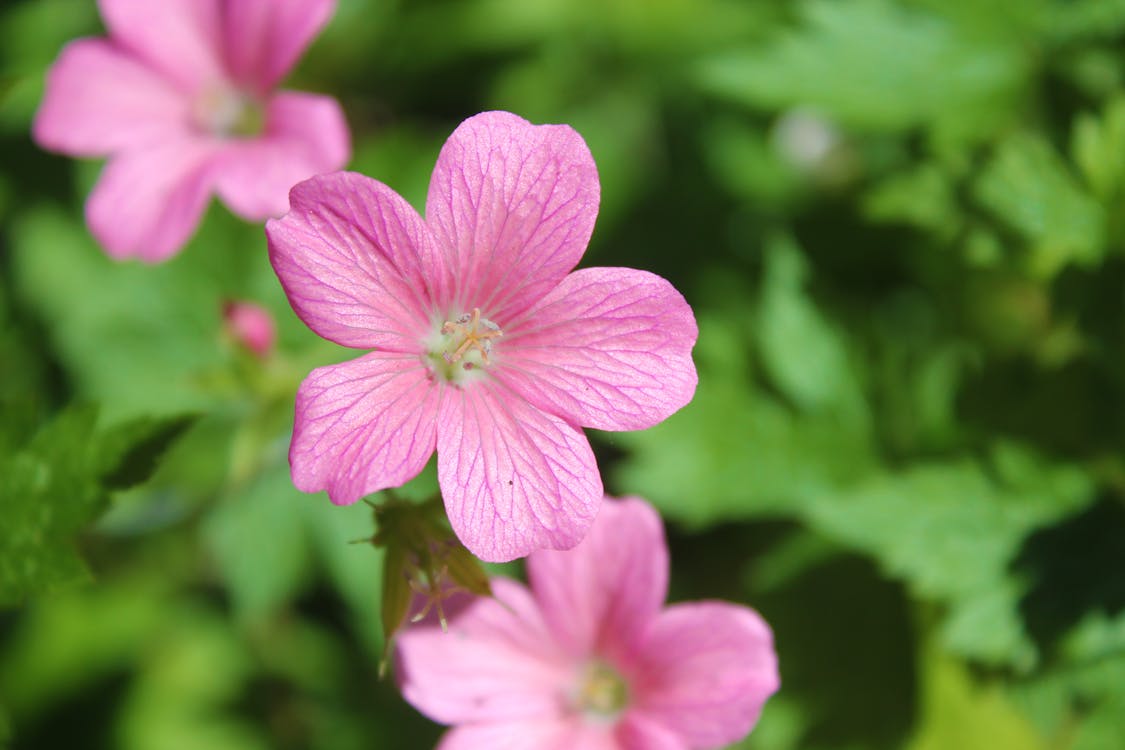 Free stock photo of pink daisy Stock Photo