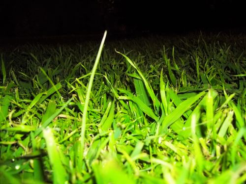 Free stock photo of tall grass Stock Photo